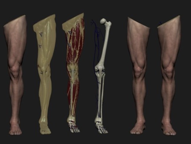 Схематическая модель анатомии нижней конечности
