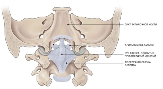 Схематическая анатомия краниовертебрального сочленения