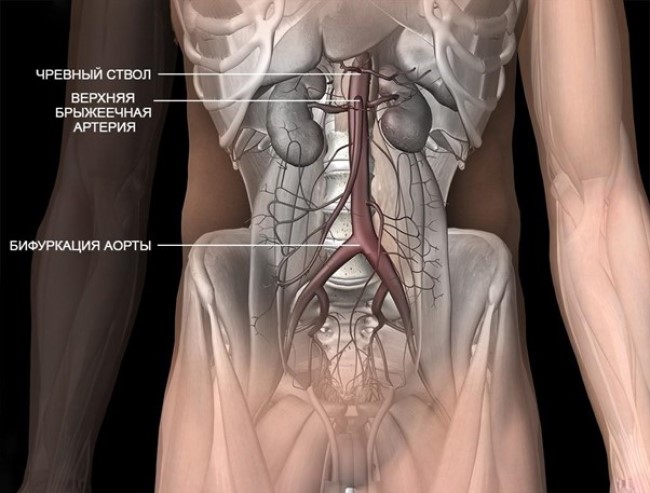 Схематическое изображение брюшного отдела аорты