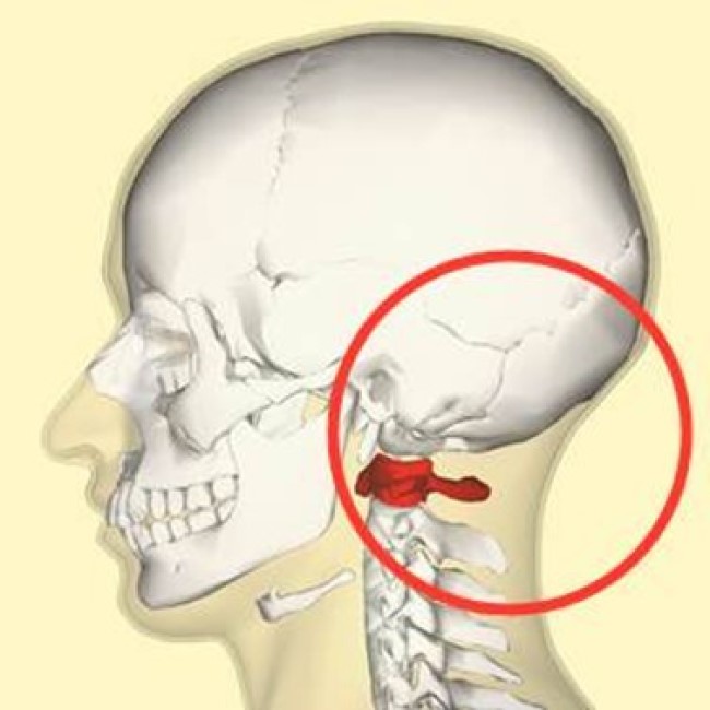 Место соединения черепа с позвоночником (окружность)