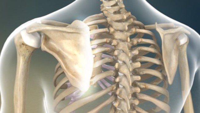 Анатомически лопатка состоит из тела, ости, клювовидного и акромиального отростков и суставной впадины, участвующей в формировании плечевого сустава