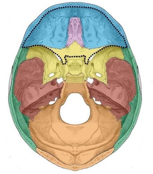 Схематическое изображение основания черепа