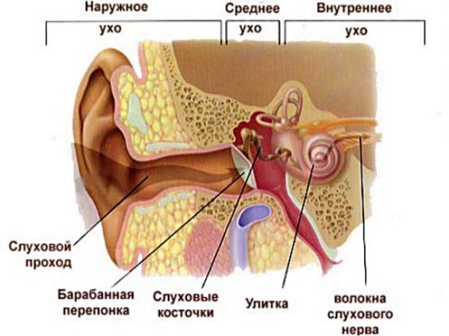 Общее строение слухового и вестибулярного аппарата