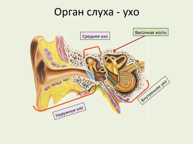 Орган слуха (схематично)