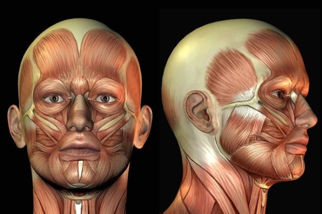 В мимике и процессе жевания задействованы 43 лицевые мышцы