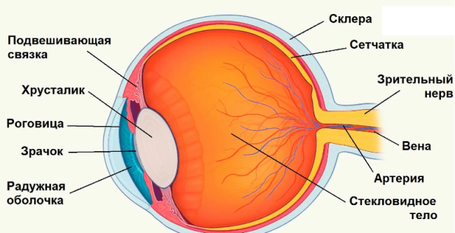 Анатомия области интереса: глазное яблоко состоит из оболочек (склеры, сосудистой, сетчатки) и оптической системы