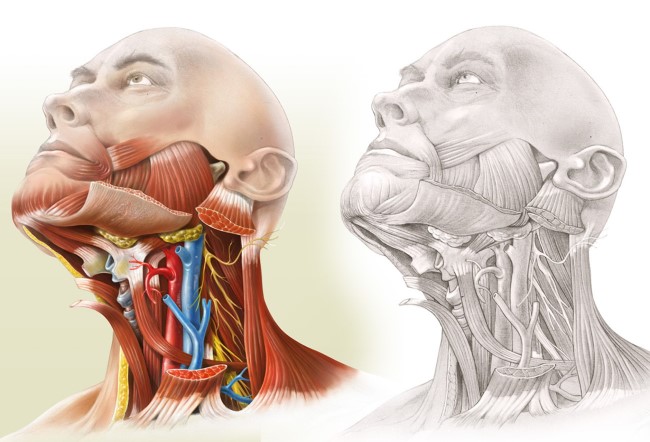 Схематическое изображение сложной анатомии шейной области