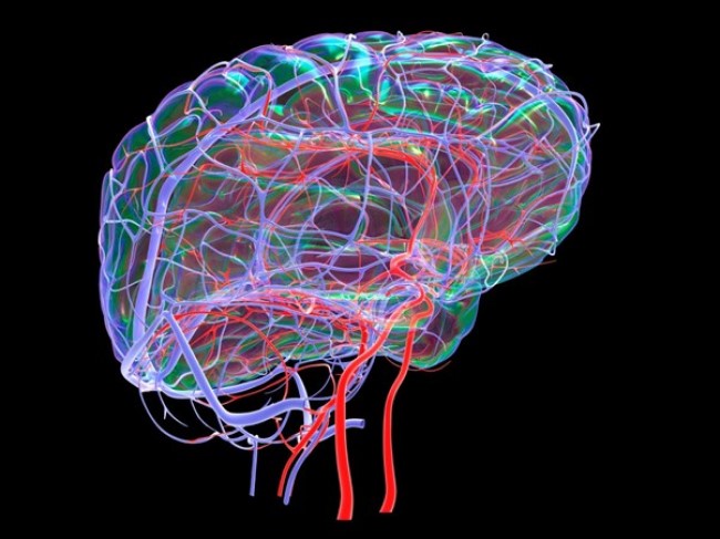 Смоделированное изображение артерио-венозной системы головного мозга